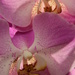 Orchid overlay by edorreandresen