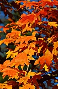 27th Nov 2012 - The last orange leaves in the park....
