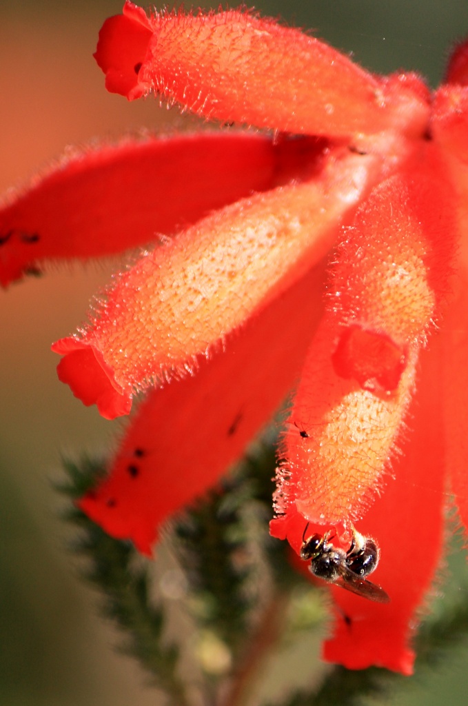 Honey bee feeding on Red Hairy Heath pollen by eleanor