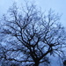Bare trees & rainclouds by jeff