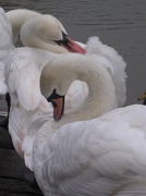 26th Nov 2012 - 3 swans preening 