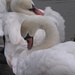 3 swans preening  by mariadarby