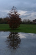 27th Nov 2012 - water laden ground