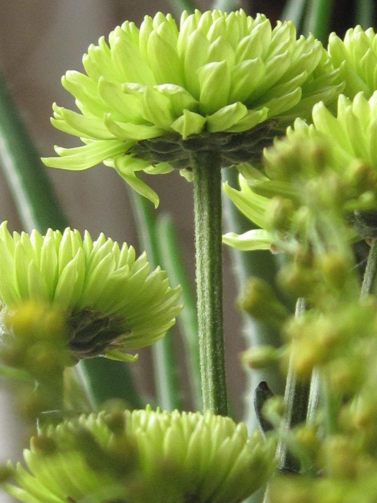 green chrysanthemums by mariadarby
