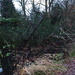 Branch of a tree fallen across the canal by mattjcuk