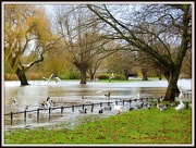27th Nov 2012 - Flooded Embankment