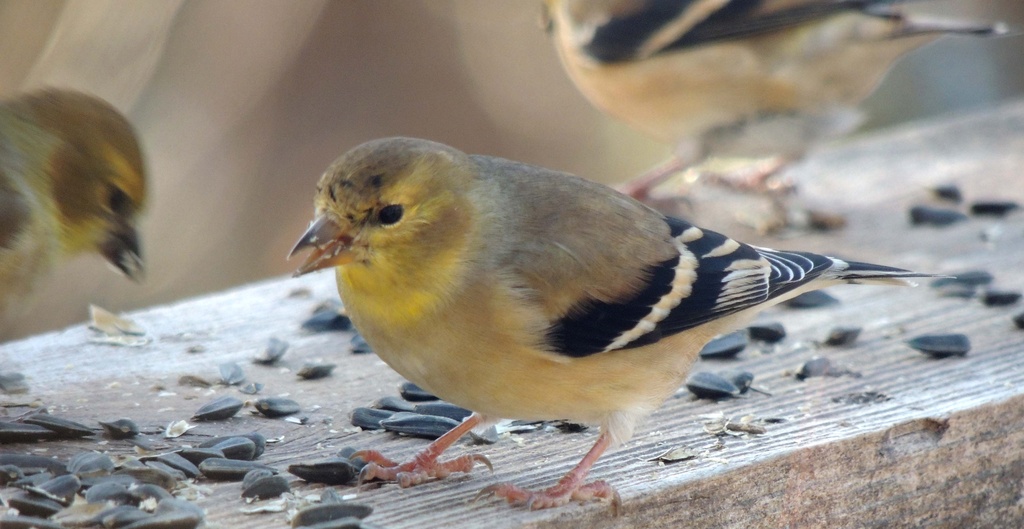 Goldfinch by sunnygreenwood