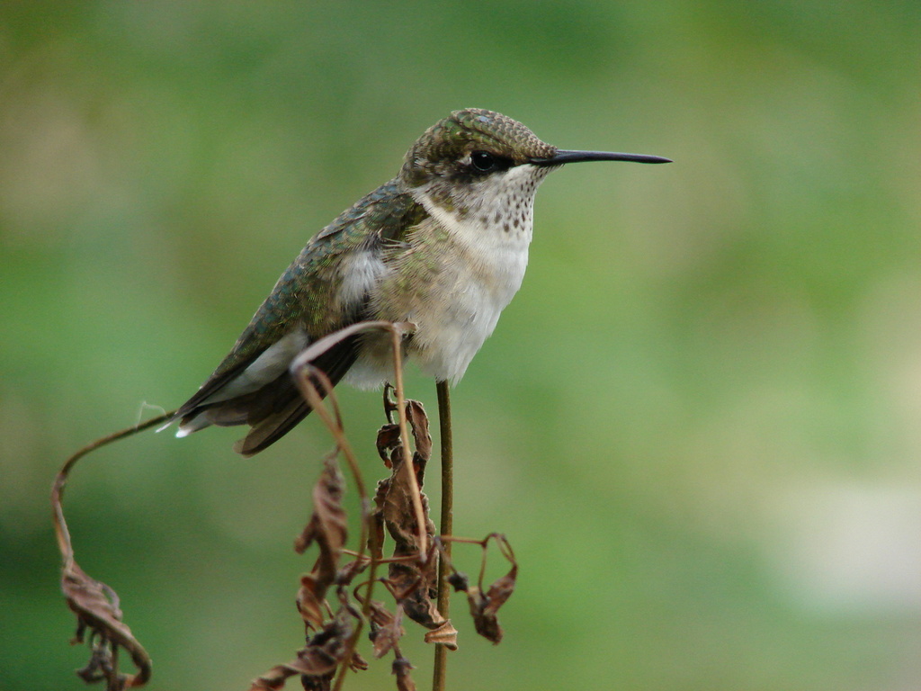 Hummingbird on plant by brillomick