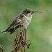 Hummingbird on plant by brillomick