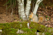 27th Nov 2012 - Squirrel