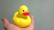 23rd Nov 2012 - Little duck :P