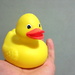 Little duck :P by petaqui