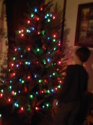 27th Nov 2012 - Christmas Tree, Part 1