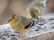 15th Nov 2012 - More Goldfinches