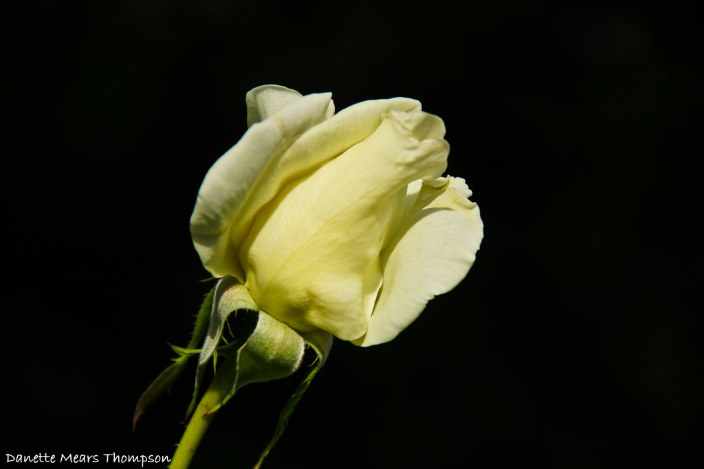 A simple rose by danette