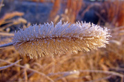 28th Nov 2012 - Another frosty morning