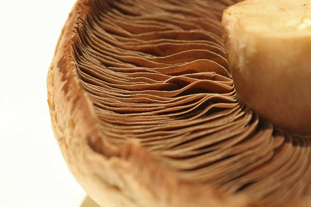 mushroom by jantan
