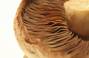 26th Nov 2012 - mushroom
