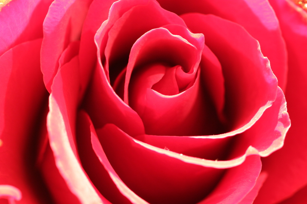rose by jantan