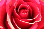 27th Nov 2012 - rose