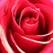 rose by jantan