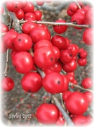 27th Nov 2012 - winterberry