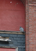 28th Nov 2012 - Resident Peregrin Falcon
