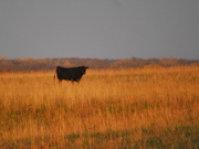 5th Nov 2012 - Cow