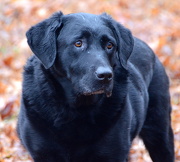 27th Nov 2012 - My Labrador Retriever Faith