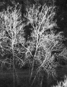 28th Nov 2012 - Light Reflected on Trees