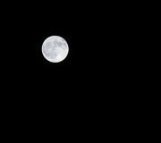 28th Nov 2012 - Beaver Moon