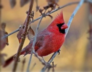 28th Nov 2012 - Backyard Cardinal