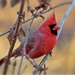 Backyard Cardinal by juletee