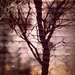 Shadow of a tree by mattjcuk