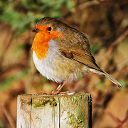 29th Nov 2012 - rotund robin