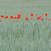 Poppies by seanoneill