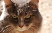 29th Nov 2012 - Kitty cat eyes