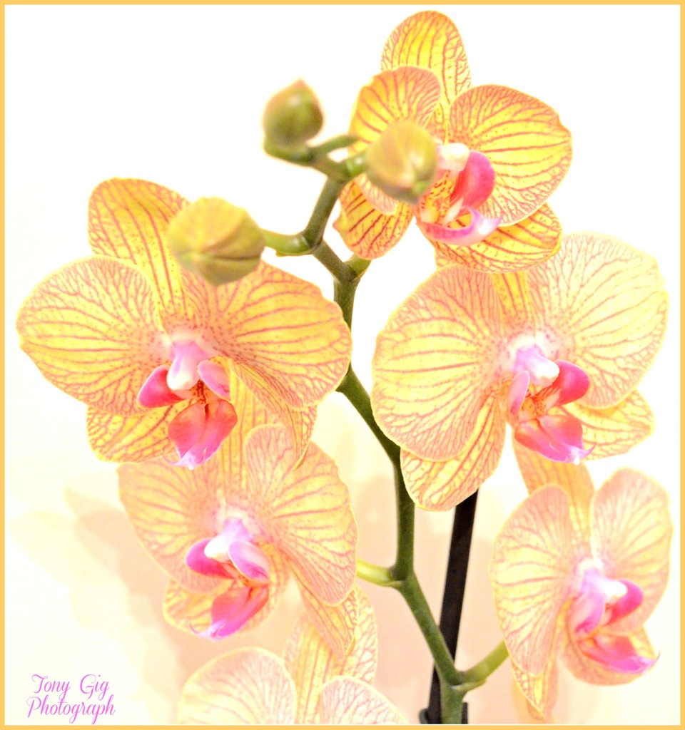 Orchid  by tonygig