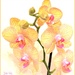 Orchid  by tonygig