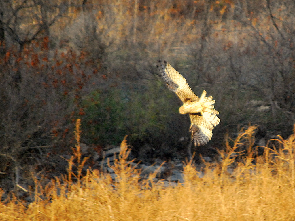 Hawk over Marsh by kareenking