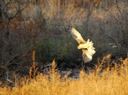 6th Nov 2012 - Hawk over Marsh