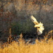 Hawk over Marsh by kareenking