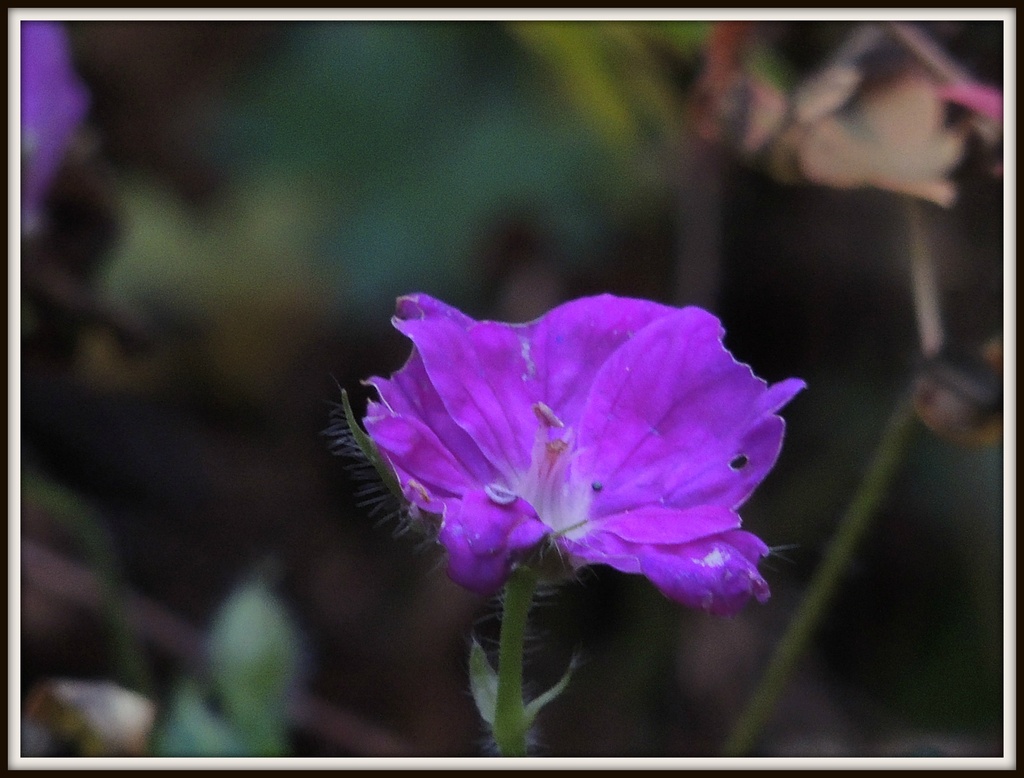 A member of the geranium family by rosiekind