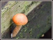 29th Nov 2012 - Funghi will grow anywhere