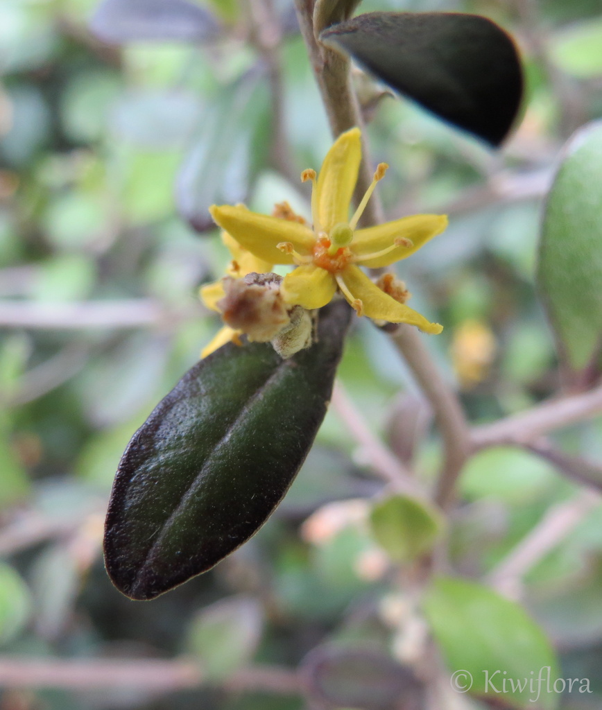 Corokia flower by kiwiflora