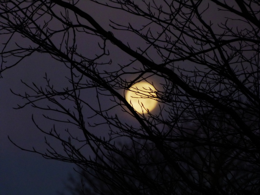 Dawn Moon by calx
