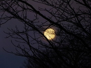 29th Nov 2012 - Dawn Moon