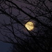 Dawn Moon by calx