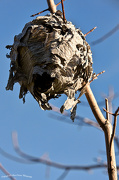 29th Nov 2012 - Paper Wasp