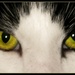 Cat's Eyes by filsie65